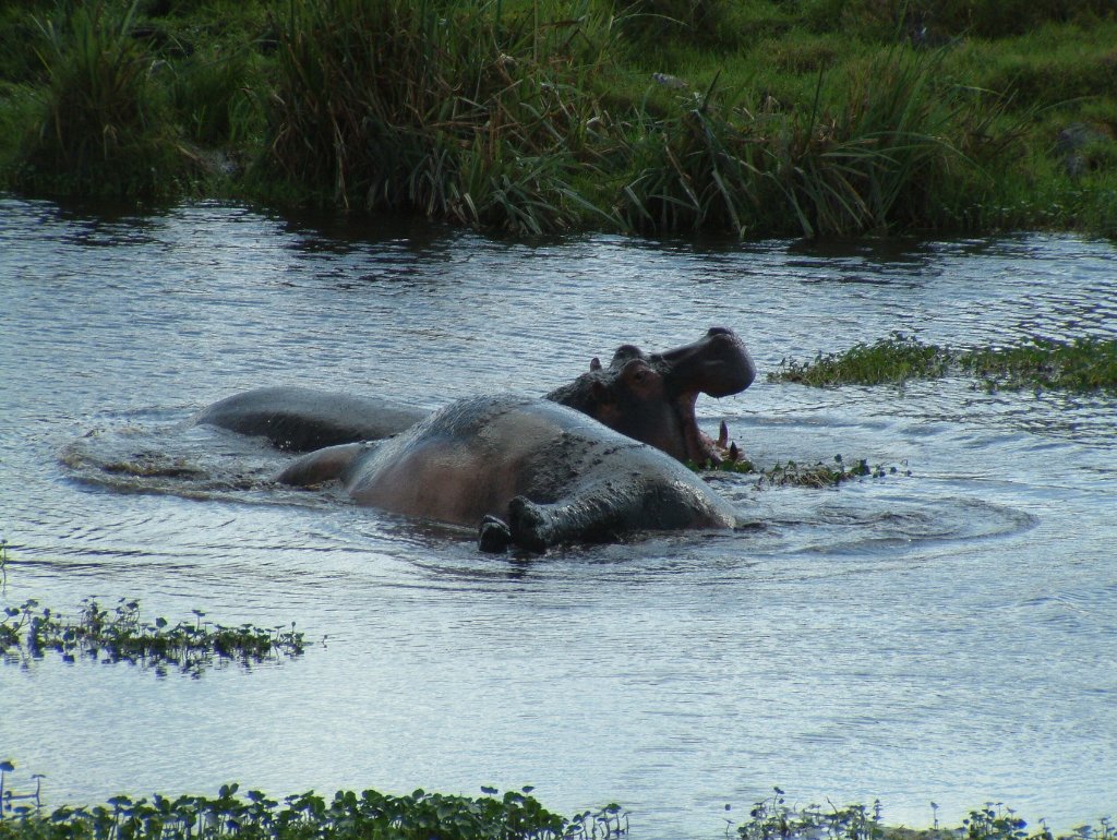 16-Arguing hippos.jpg - Arguing hippos